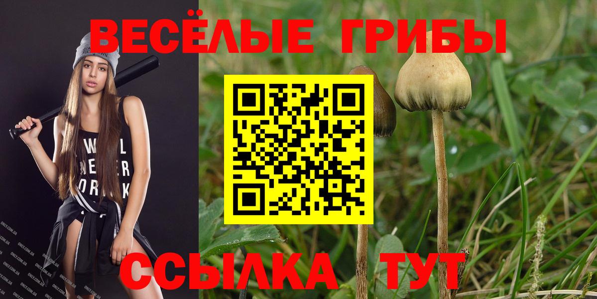 Псилоцибиновые грибы Cubensis Ейск